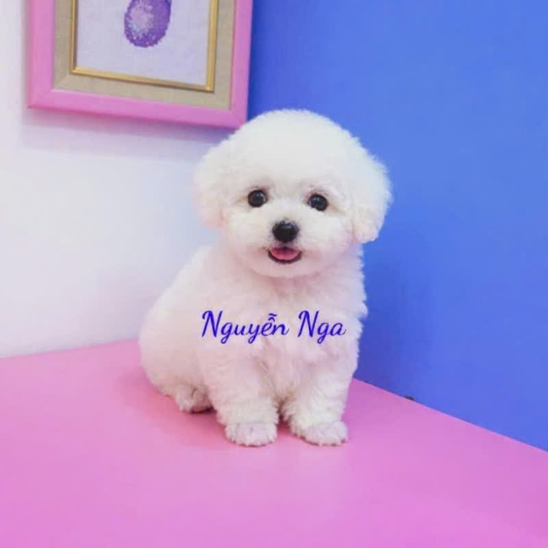 Chó Poodle - PD 18002